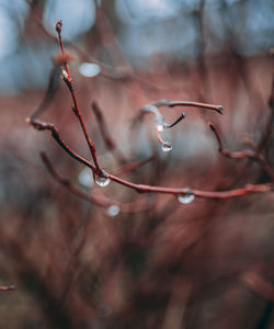 Close-up of raindrops on twig