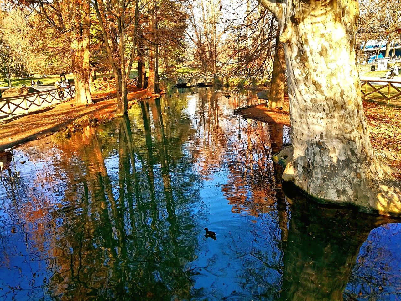 reflection, tree, water, nature, day, outdoors, lake, tranquil scene, tranquility, no people, beauty in nature, scenics, forest, growth, autumn, branch