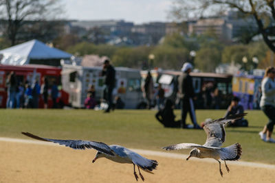 Birds flying against blurred background