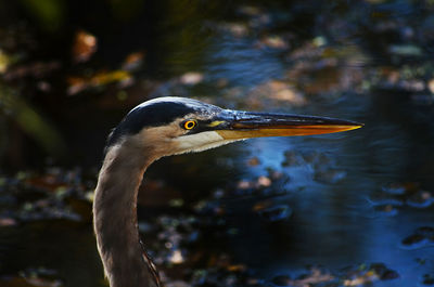 Close-up of bird on lake