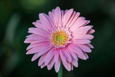 Close-up of pink daisy