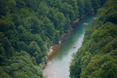 High angle view of river amidst trees in forest