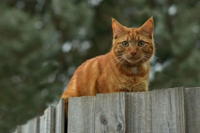 Portrait of cat on wooden fence