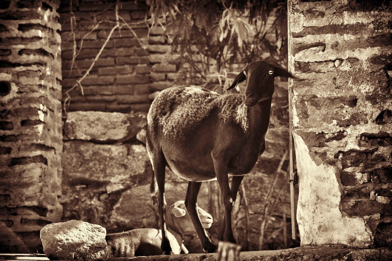 animal themes, one animal, brick wall, wall - building feature, stone wall, built structure, no people, full length, sunlight, day, outdoors, architecture, mammal, close-up, side view, wall, rock - object, building exterior, metal, domestic animals