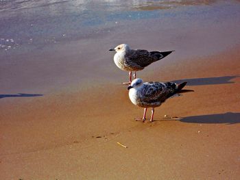 Seagull perching on sand at beach