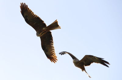 Low angle view of eagle flying against clear sky
