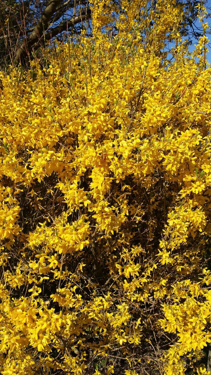 yellow, growth, tree, beauty in nature, nature, tranquility, flower, branch, full frame, freshness, abundance, plant, field, season, backgrounds, autumn, outdoors, tranquil scene, lush foliage, no people