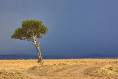 Tree at the edge of the road against clear sky