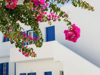 Pink flowering tree by building