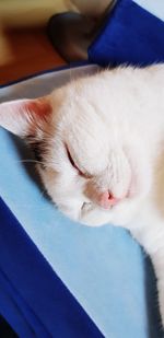 Close-up of cat sleeping