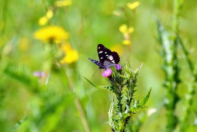 Close-up of butterfly pollinating on purple flower