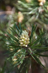 Close-up of white flowering plant