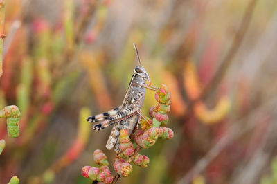 Close-up of butterfly pollinating on flower