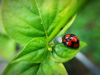 Close-up of ladybug on leaf