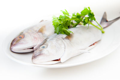 Close-up of fish in plate against white background