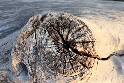 Close-up of tree stump