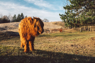 Horse in a field