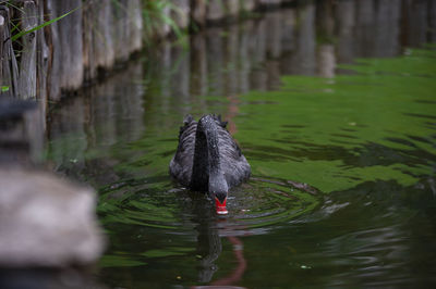 Duck swimming in a lake