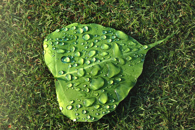 High angle view of wet leaf on grass