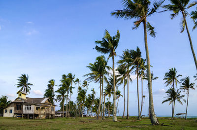 Palm trees by building against sky