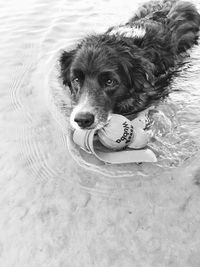 Dog carrying cap in mouth on sea