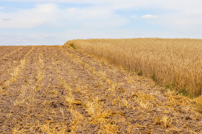 Scenic view of agricultural field against sky