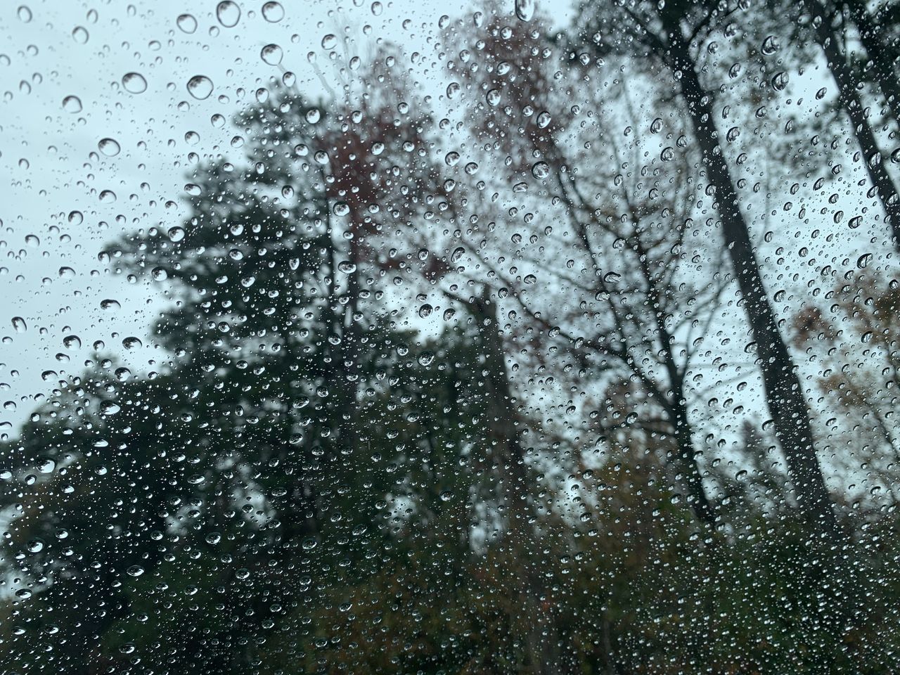 window, wet, drop, glass, rain, transparent, nature, tree, water, no people, full frame, raindrop, plant, backgrounds, rainy season, sky, day, indoors, leaf, low angle view, freezing, snow, monsoon, close-up, drizzle, sunlight, winter, focus on foreground, condensation, reflection