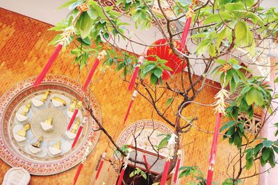 Low angle view of lanterns hanging on tree