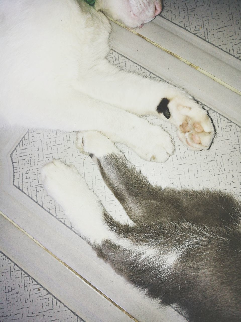 HIGH ANGLE VIEW OF DOG SLEEPING ON BED