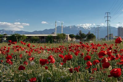 Red poppy flowers growing on field against sky