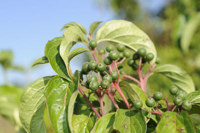 Close-up of berries growing on plant