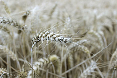 Close-up of wheat growing on field