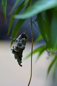Close-up of grasshopper on plant