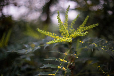 Close-up of flowering plant