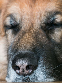 Close-up portrait of dog