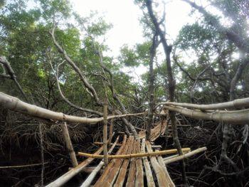 Low angle view of trees in forest