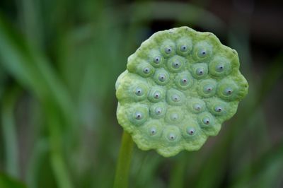 Close-up of lotus water lily