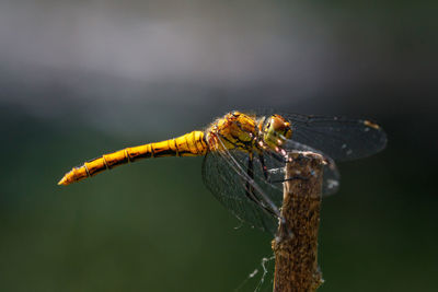 Close-up of dragonfly on twig