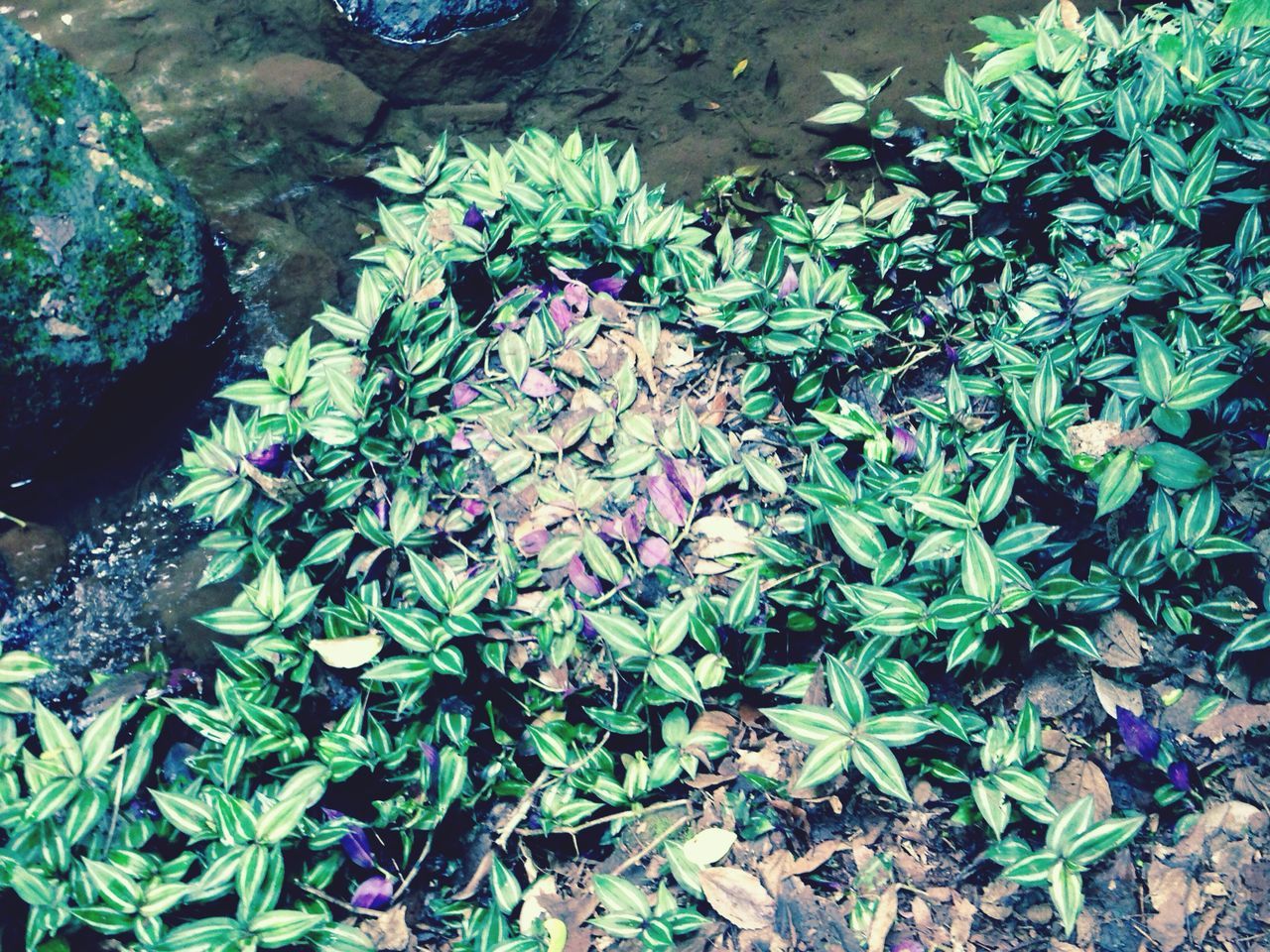 high angle view, leaf, plant, water, growth, nature, green color, beauty in nature, pond, freshness, tranquility, floating on water, flower, day, water lily, outdoors, growing, no people, fragility, reflection