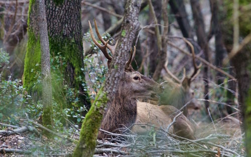 Deer in a forest