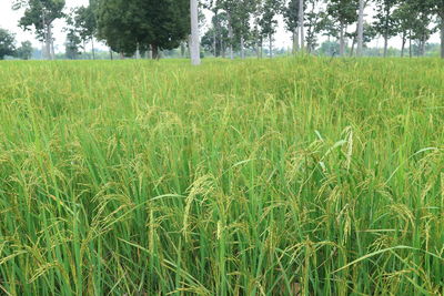 Crops growing on field