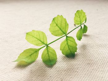 Close-up of fresh leaves on fabric