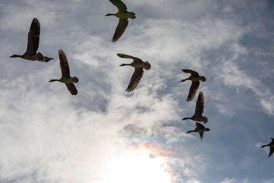 Low angle view of birds flying in sky