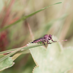 Close-up of insect perching on plant