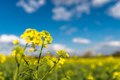 Ripened rapeseed on a field in western germany, in the background a blue sky with white clouds.