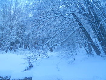 Frozen bare tree in winter