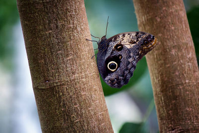 Close-up of butterfly on tree trunk