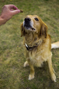 Close-up of dog on field