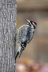 Close-up of bird perching on tree trunk