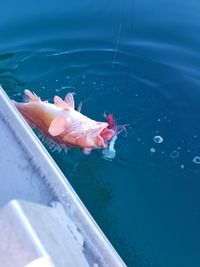 High angle view of koi fish in water